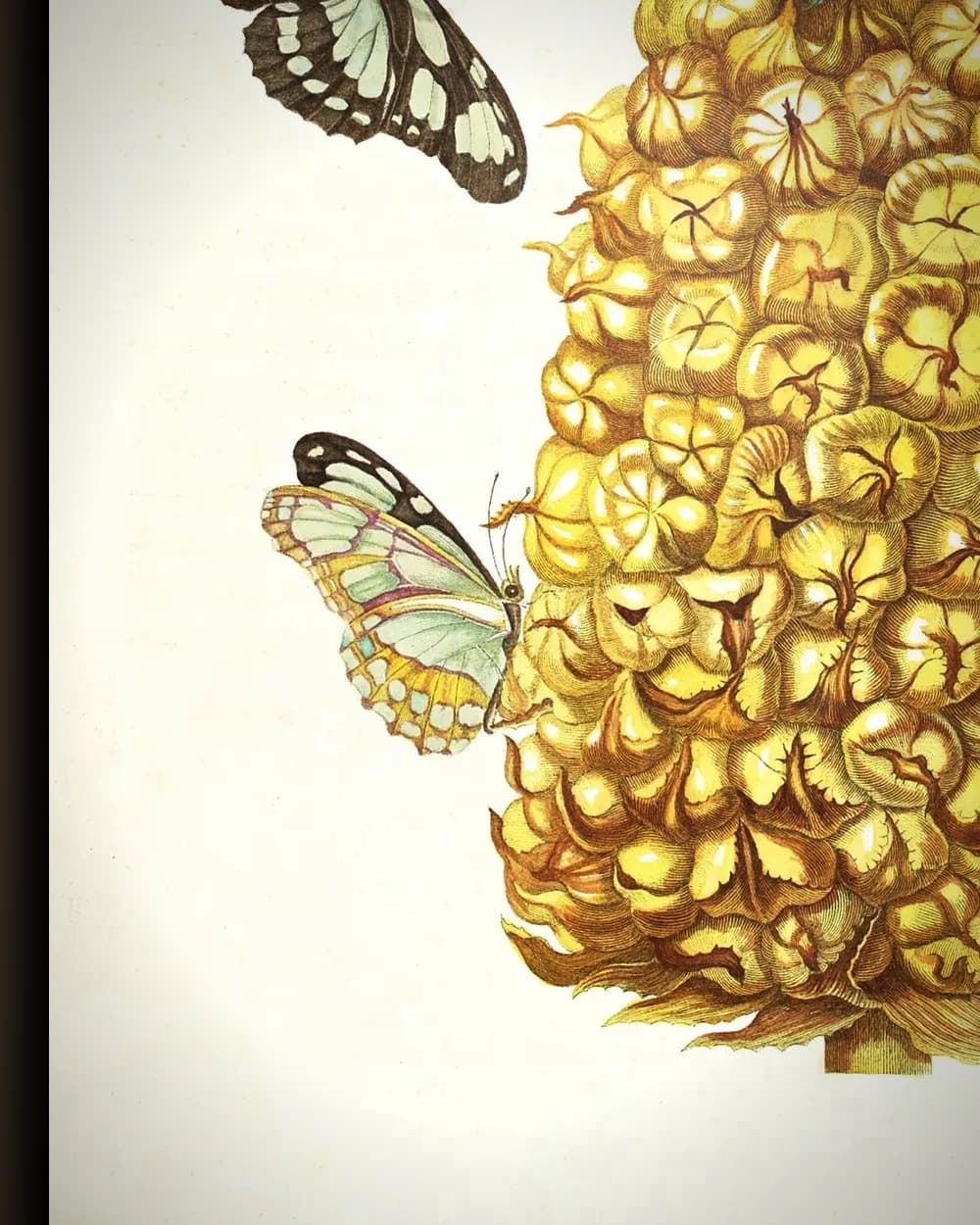 Materiaal en afwerking van Plaat uit Metamorphosis (ananas met vlinders) in het wisselframe