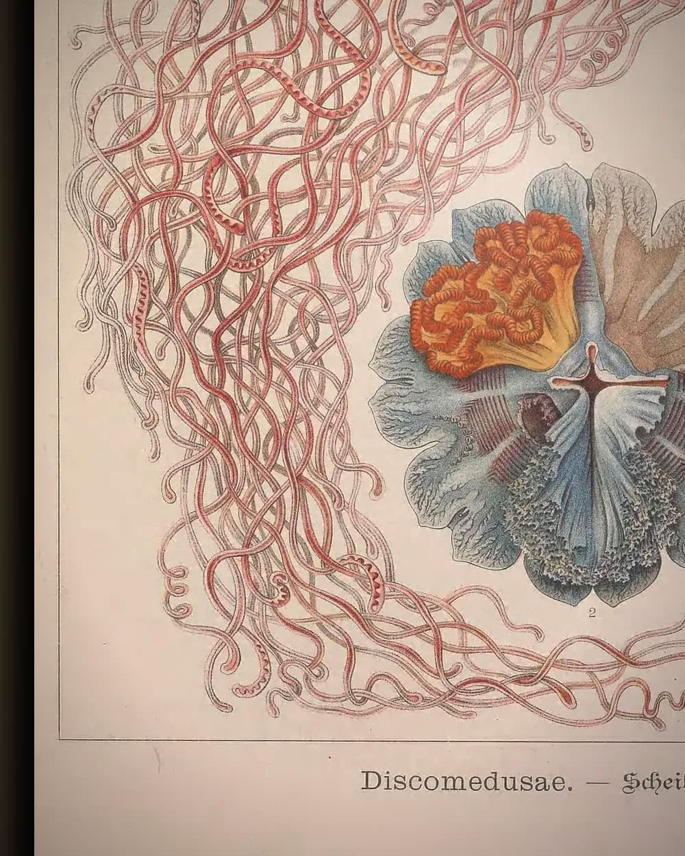 Materiaal en afwerking van Discomedusae (Kunstformen der Natur, plaat 8) in het wisselframe