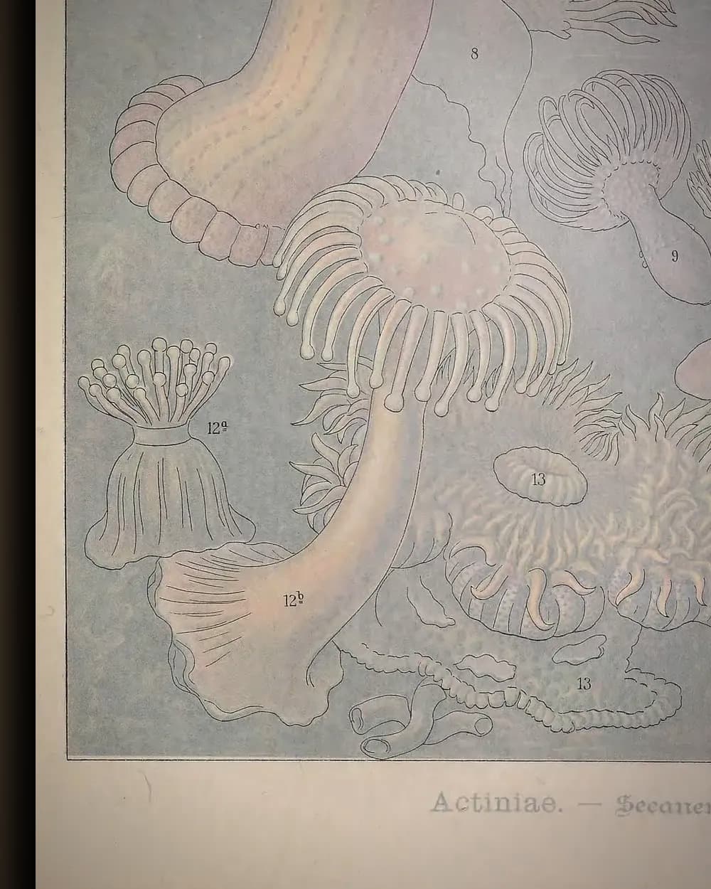 Materiaal en afwerking van Actiniae (Kunstformen der Natur, plaat 49) in het wisselframe