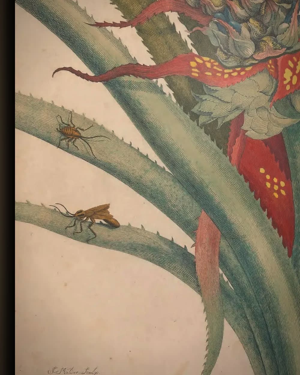 Materiaal en afwerking van Ananas met kakkerlakken (Metamorphosis, plaat 1/2) in het wisselframe