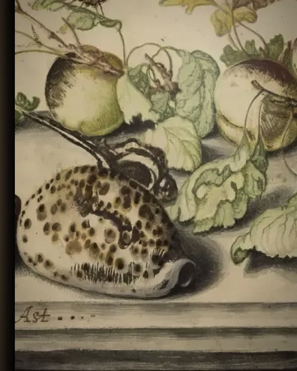 Materiaal en afwerking van Stilleven met vruchten en schelpen in het wisselframe