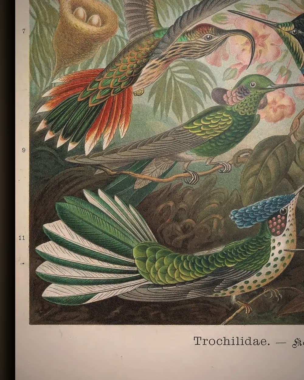 Materiaal en afwerking van Trochilidae (Kunstformen der Natur, plaat 99) in het wisselframe