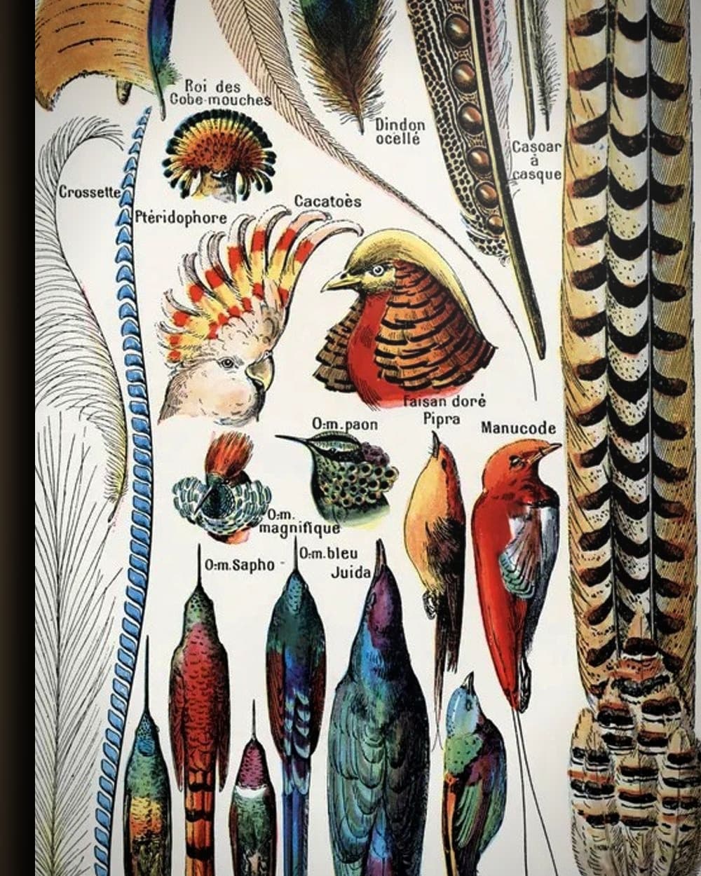 Materiaal en afwerking van Plumes in het wisselframe