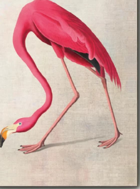 Amerikaanse flamingo (beige)