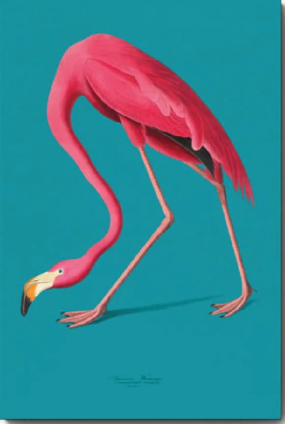 Amerikaanse flamingo (blauw) – John James Audubon