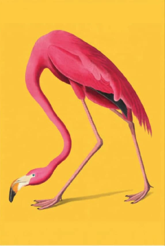 Amerikaanse flamingo (geel)