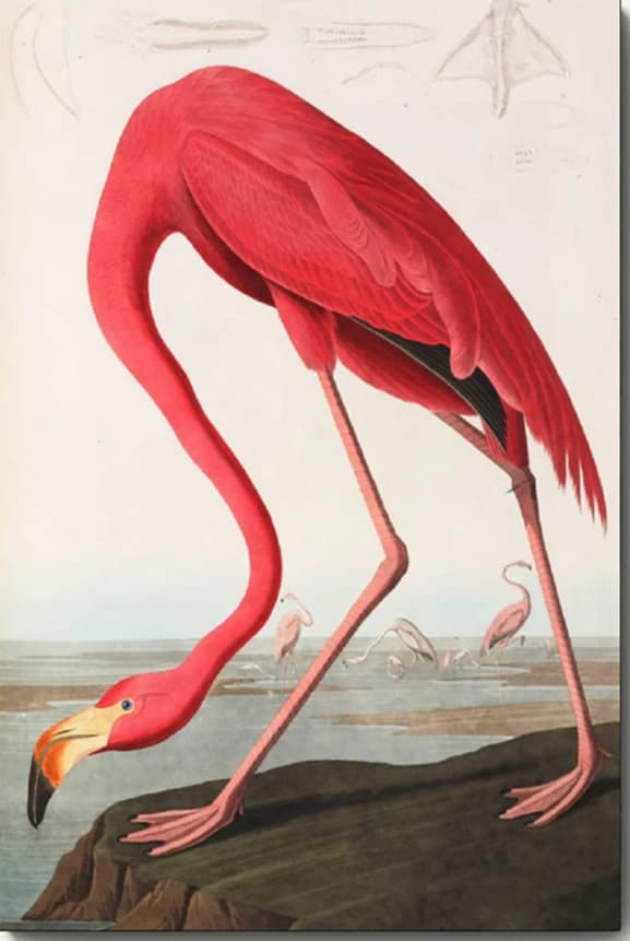 Amerikaanse flamingo – John James Audubon