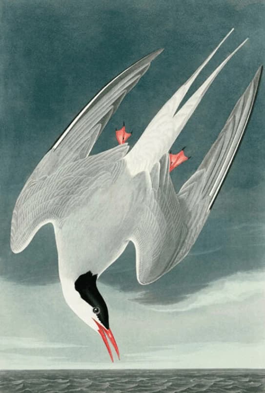Vogels van Amerika