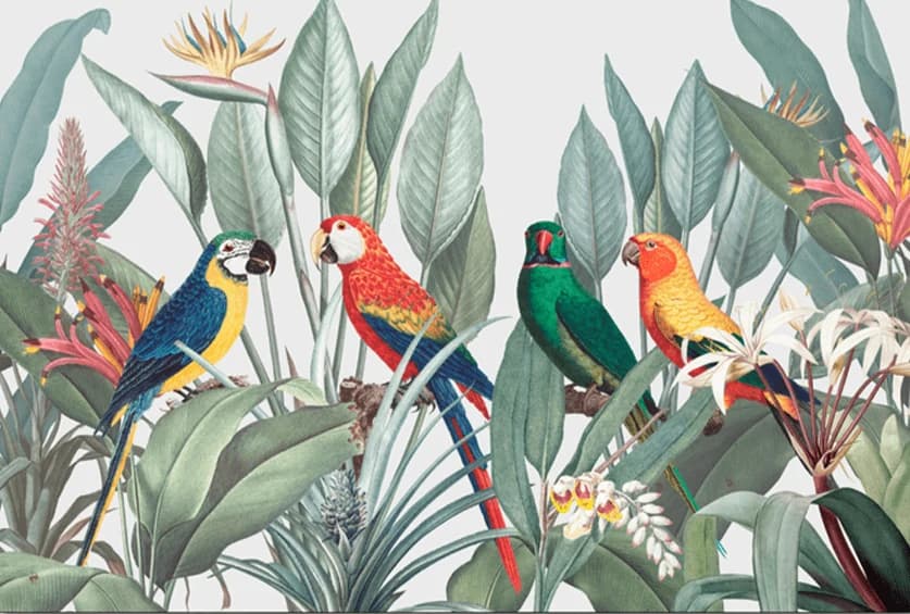 Caribische vogels
