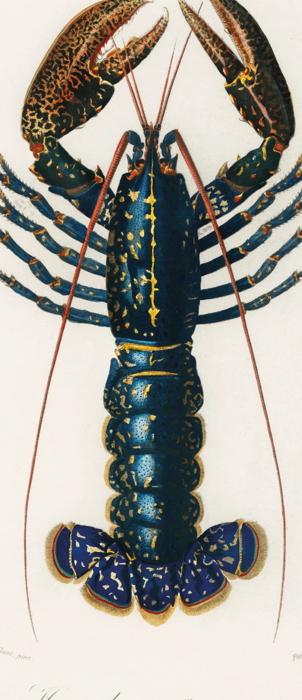 Crimson Crawfish