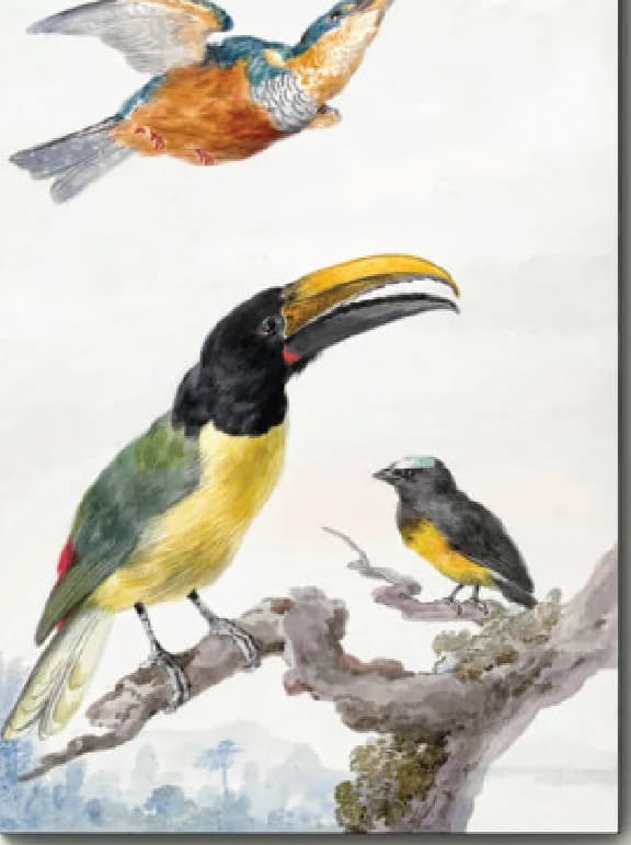Drie vogels: een ijsvogel, een toekan van prins von Wied en een mus – Aert Schouman