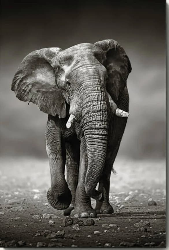 Olifant (zwart-wit)