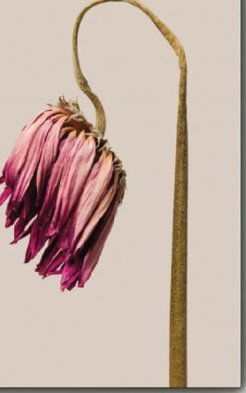 Etherische bloem