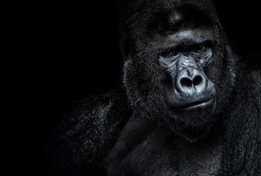 Gorilla