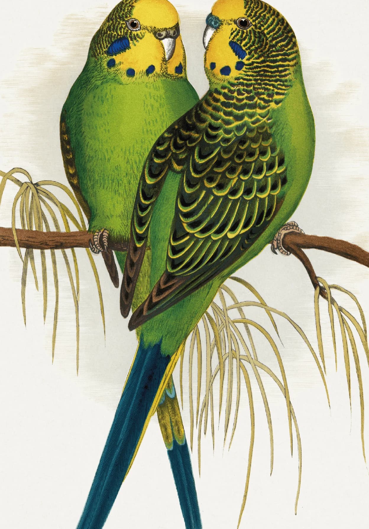 Groen Parkietenpaar