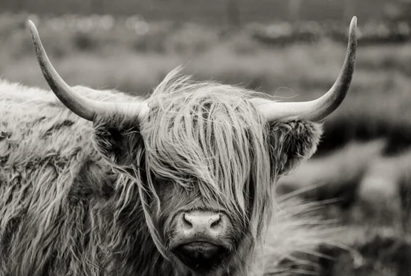 Hooglander (zwart-wit)