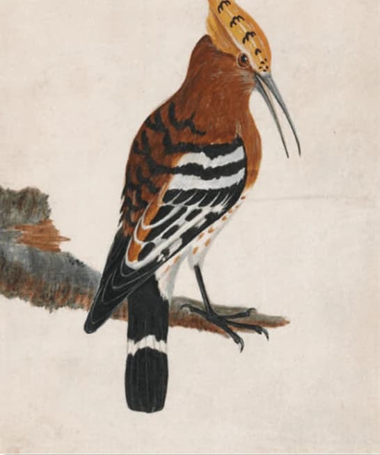 Hoopoe: Common Hoopoe