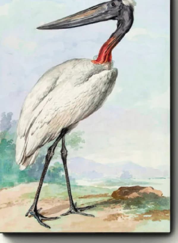 Jabiru – Aert Schouman