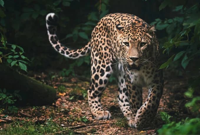 Jaguar in het oerwoud