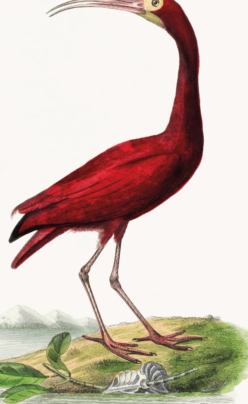 Karmozijnrode Ibis