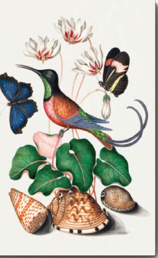 Karmozijnrode topaaskolibrie, cyclamen, rode postbode en schelpen uit het natuurhistorisch kabinet