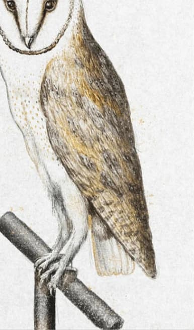 Kerkuil vintage illustratie