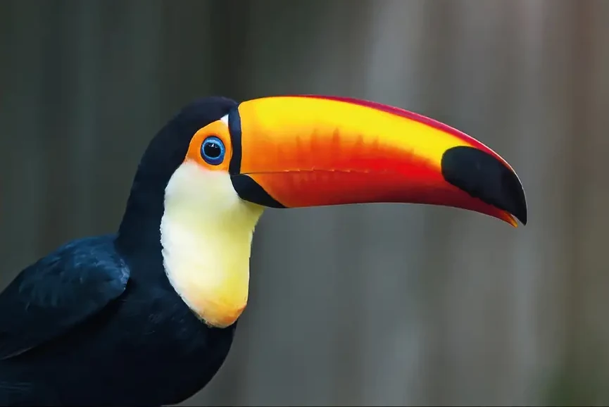 Kleurrijke Toekan