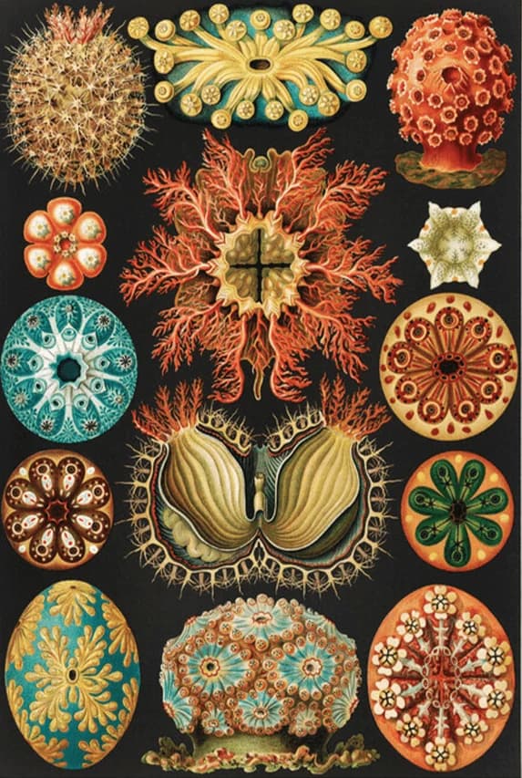 Kunstformen der Natur – Ernst Haeckel