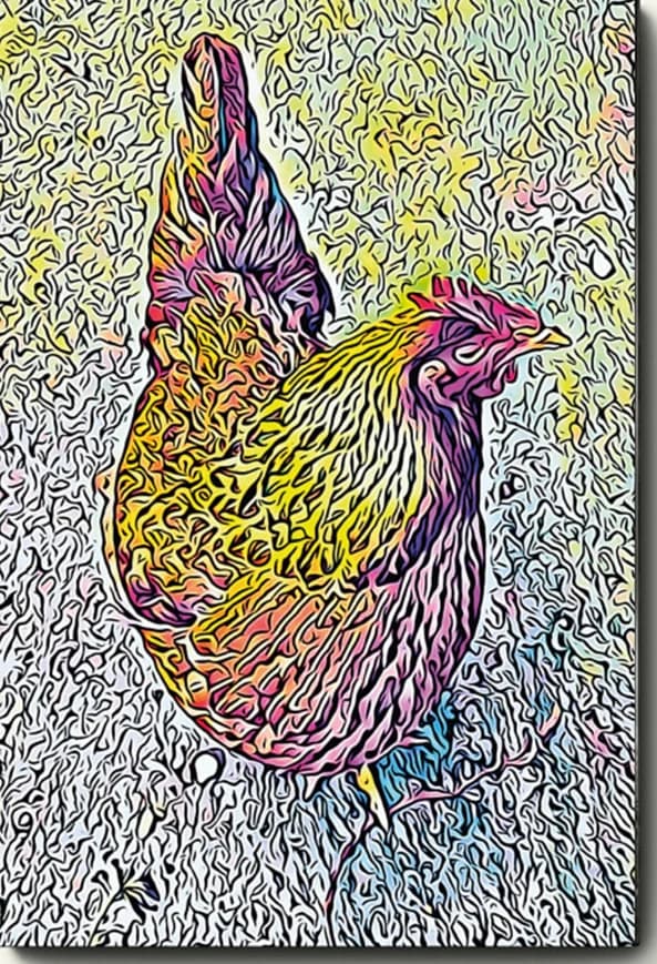 La poulet