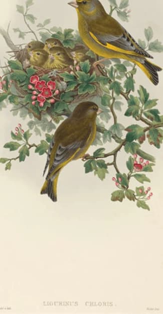 Ligurinus chloris (Groenling)
