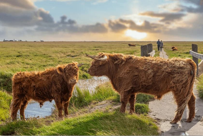 Moeder en Kind hooglanders