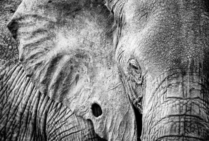Olifant close up zwart-wit