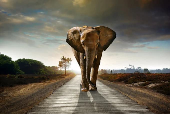 Olifant op de weg