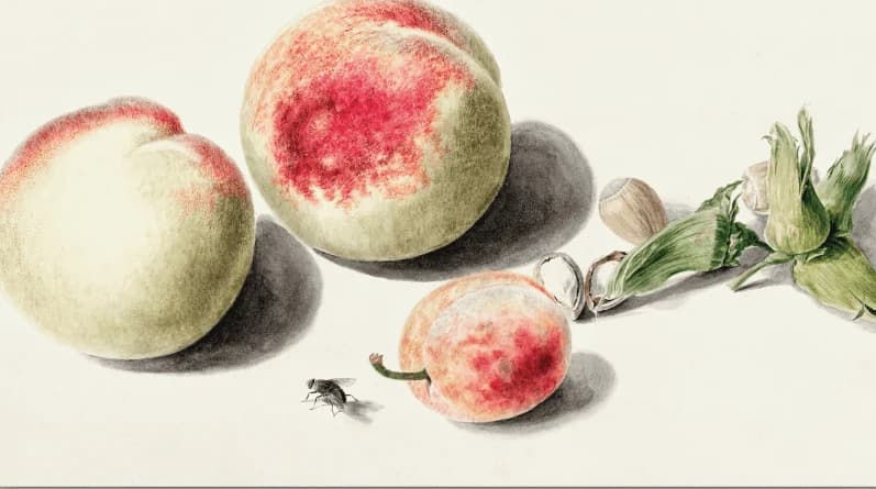 Perziken en pruim, Elisabeth Geertruida van de Kasteele