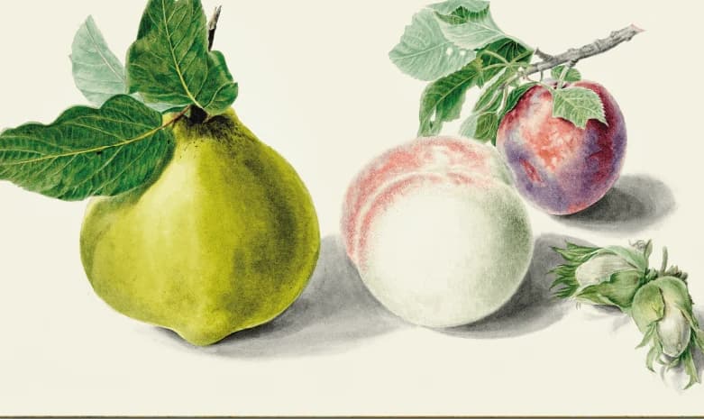 Peer en pruim – Elisabeth Geertruida van de Kasteele