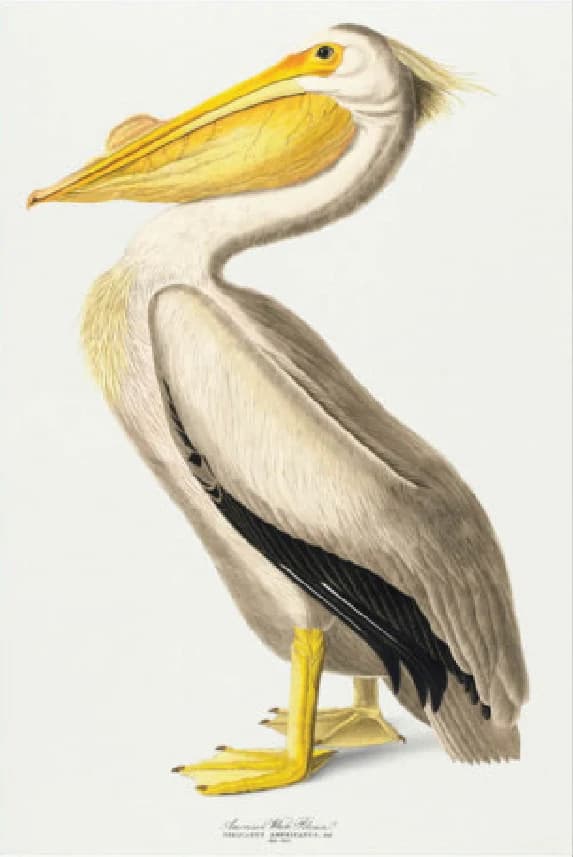 Pelikaan