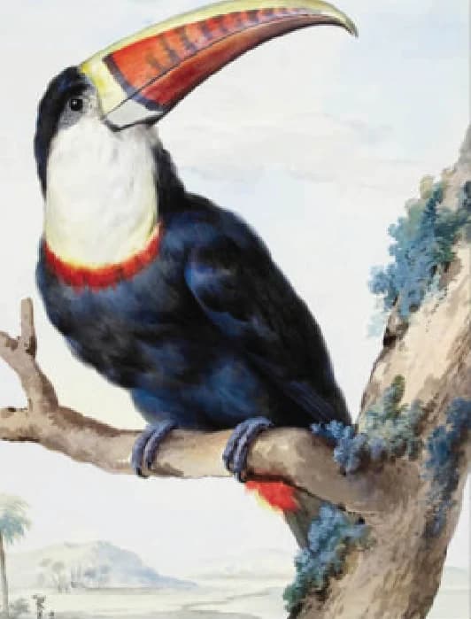 Roodsnavel Toekan – Aert Schouman