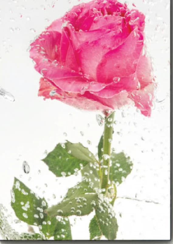 Roze Bloeiende Roos
