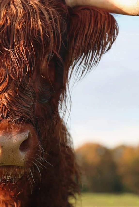 Schotse hooglander