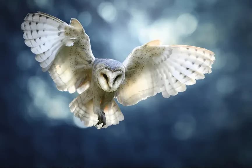 Sluipende Uil