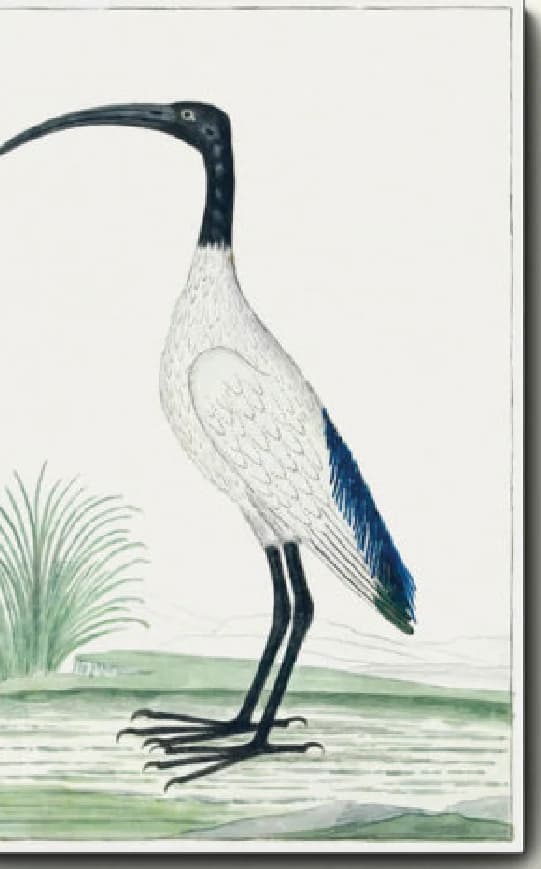 Threskiornis aethiopicus