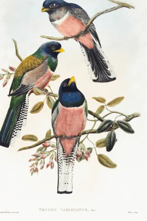 Trogan Variegatus