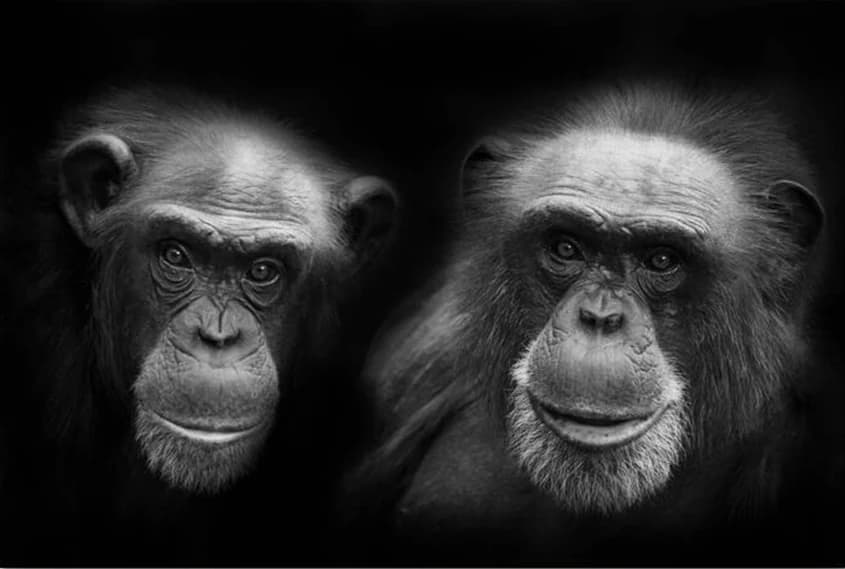 Twee chimpansees