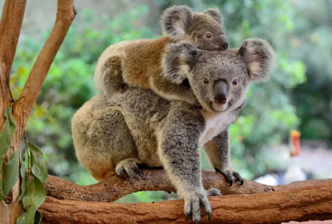 Twee koala's