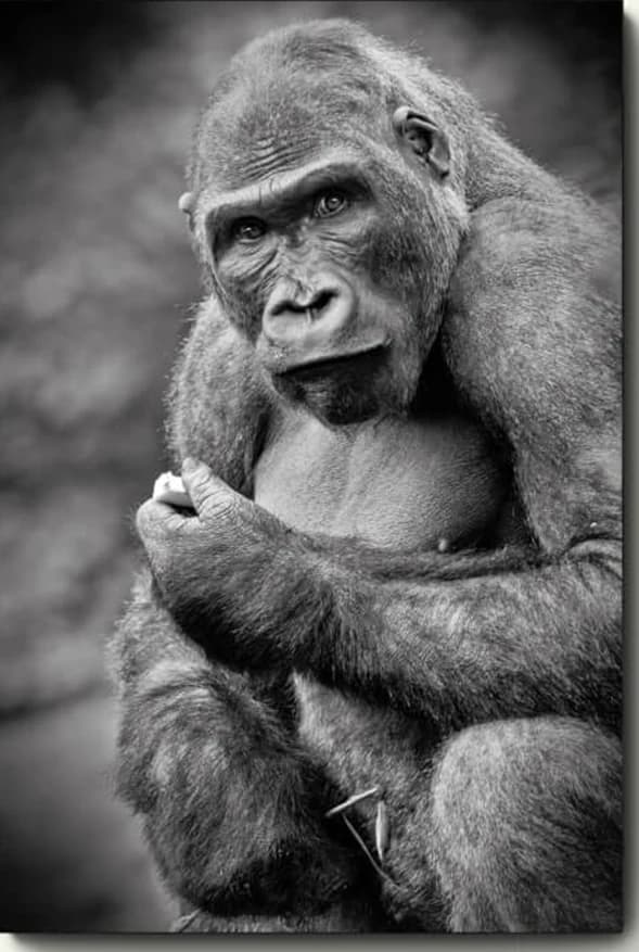 Vrouwelijke gorilla