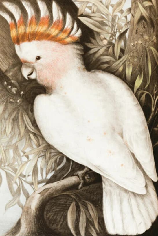 witte kaketoe