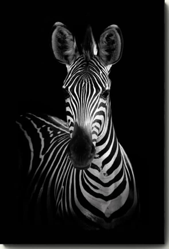 Zebra (Zwart-Wit)