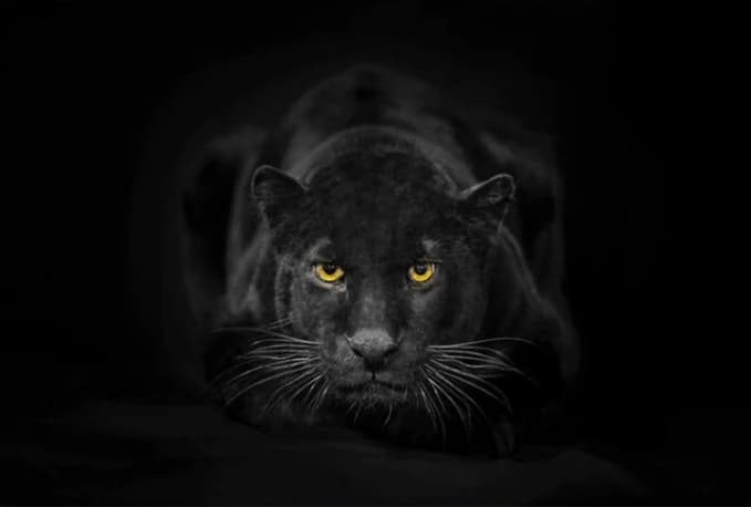 Zwarte panter