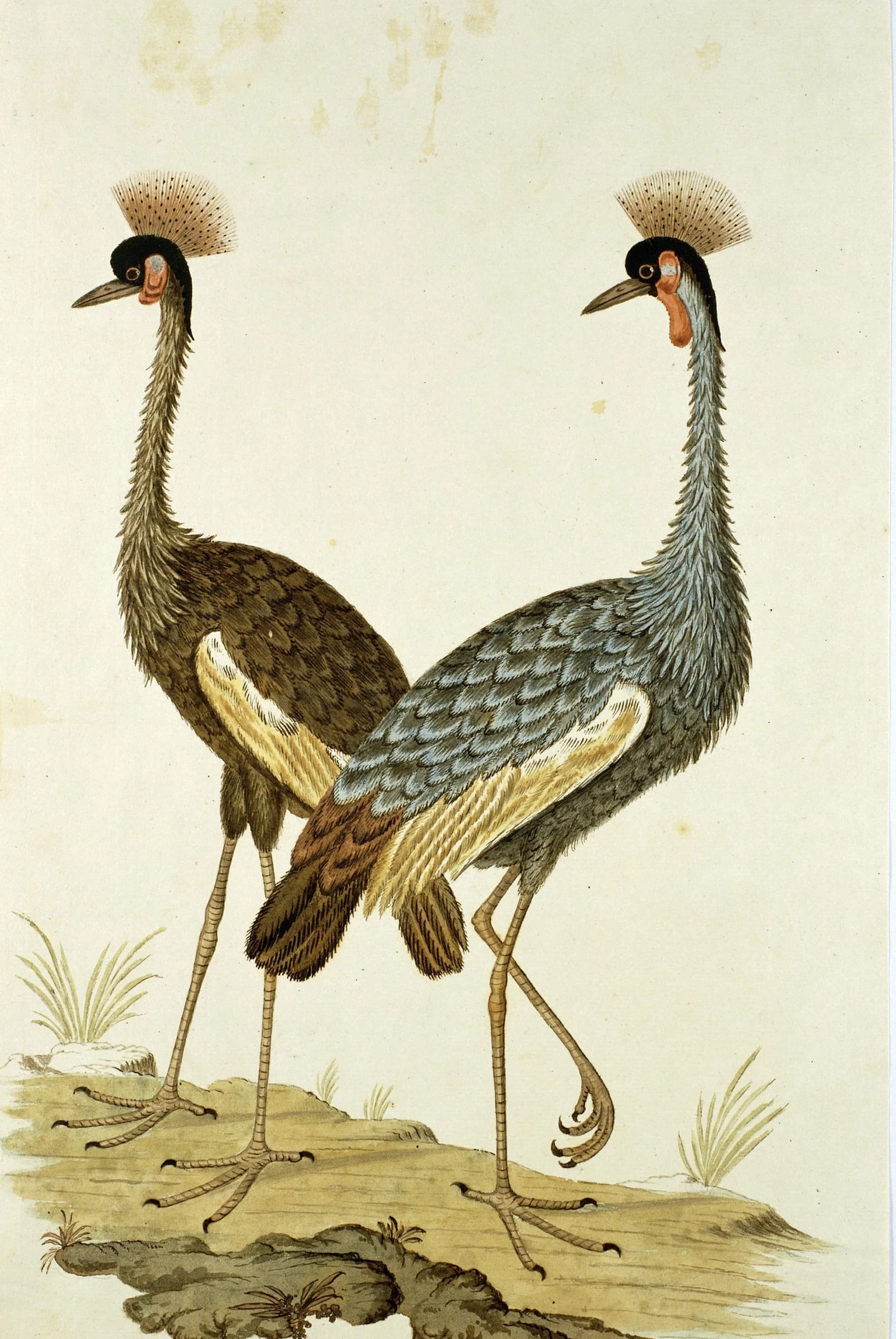 Balearica regulorum – Robert Jacob Gordon