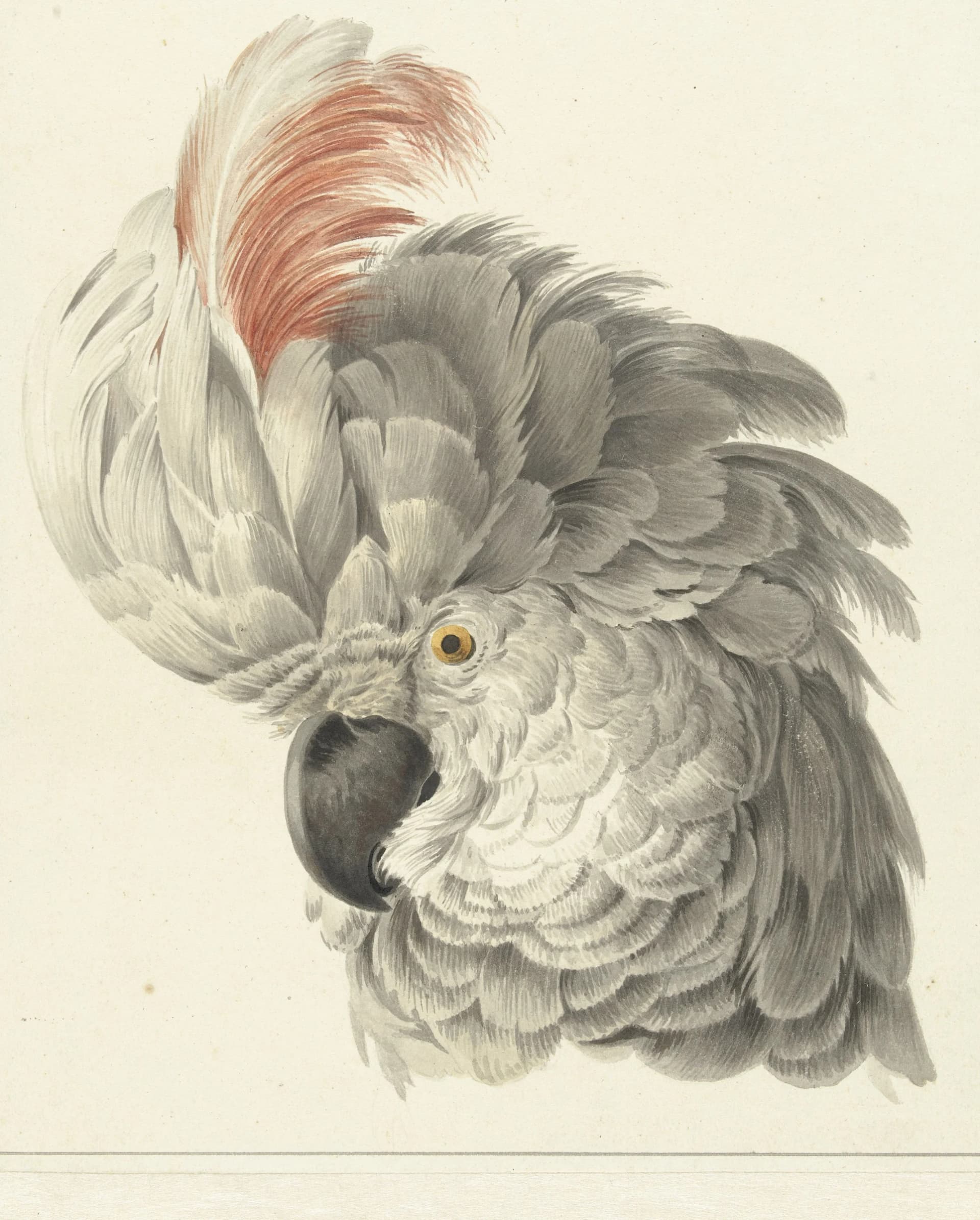 Cackatoo – Aert Schouman
